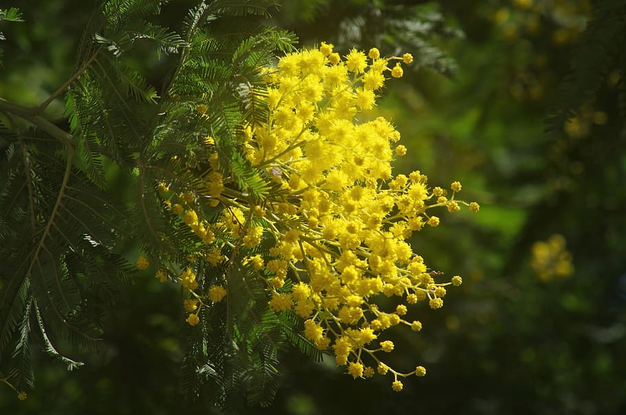 mimosa, spring, bloom, yellow flower