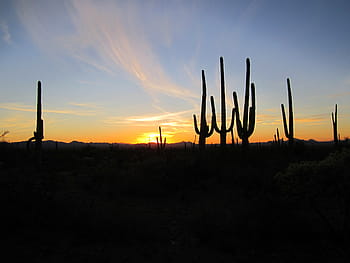 silhouette, cactus, sunset, arizona, cacti, desert, landscape, southwest, nature, saguaro, arizona desert