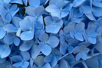 blå, blomster, baggrund, kronblade, tæt på, skønhed, frisk, delikat, blomstrende, plante, natur