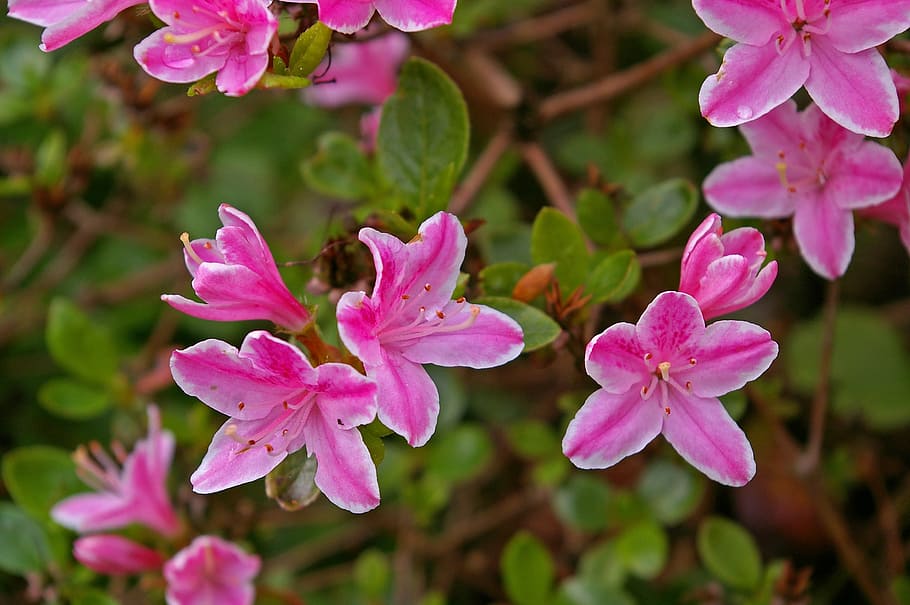 Azalea, Garden, Ornamental Shrub, Spring, plant, nature, bright, blossom, bloom, close, bush