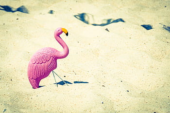 Rosa, Schwan, Schnabel, Spielzeug, Sand, Strand, Ozean, Meer, sonnig, Sonne
