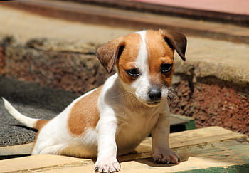 茶色、 白、 木製、 板、 犬、 子犬、 ジャックラッセル、 チワワ、 赤ちゃん、 かわいい、 遊び心のある
