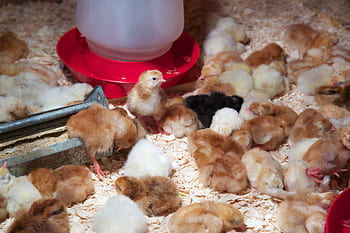 chick, chicken, baby, chicks, poultry, chickens, animal, farm, cute, bird, fluffy
