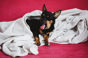 anjing, hewan peliharaan, hewan, imut, anak anjing, tidur, sedang tidur, menggemaskan, anjing kecil, tempat tidur merah muda, tempat tidur