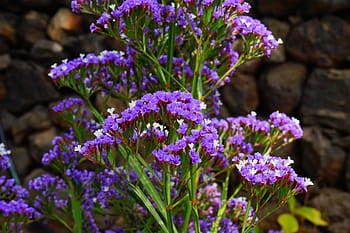 okřídlený pláž lilac, květ, limonium sinuatum, pláž lilac, limonium, rostliny s kořeny, plumbaginaceae, modrý, fialový, bílý, kvetou v květu