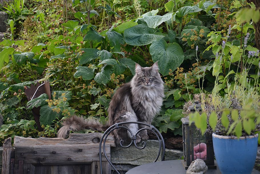 norwegian forest cat, nature, garden