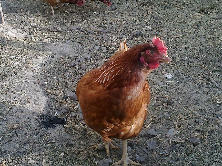 hen, laying hen, birds