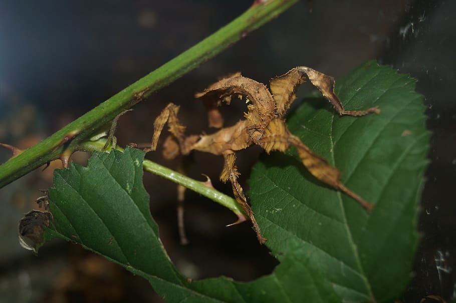 ghost insect, scare, insect, disguised, animal, nature, leaf