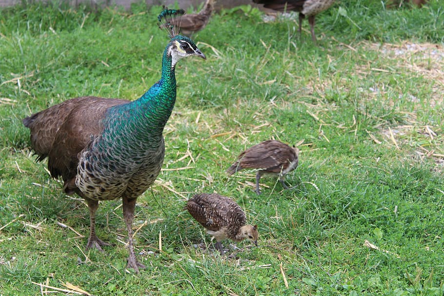 孔雀、 若い動物、 鳥、 羽、 色、 閉じる、 鳥の羽、 茶色、 雛、 野生動物の写真、 自然の写真