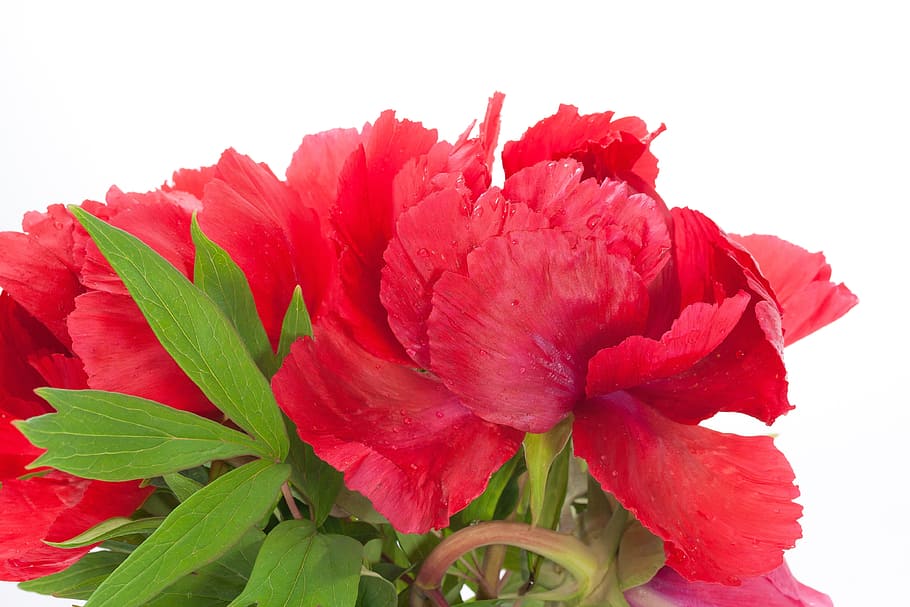 Pentecost, Peony, Flower, Nature, Flora, spring, blossom, bloom, ornamental plant, pink, red
