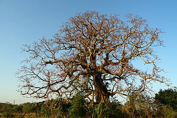 tree, old, heritage, flower, shimul, bombax ceiba, cotton tree, red silk-cotton, red cotton tree, silk-cotton, kapok