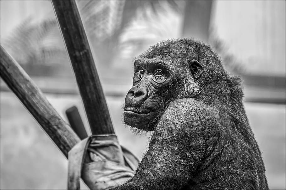monkey, holding, stick, gorilla, zoo, mammal, animals, primate, animal, wildlife, ape