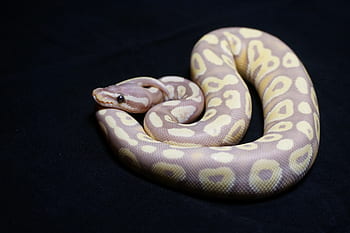 ball python, snake, reptile, orange dream, desert ghost, black pastel, leopard, banana mystic