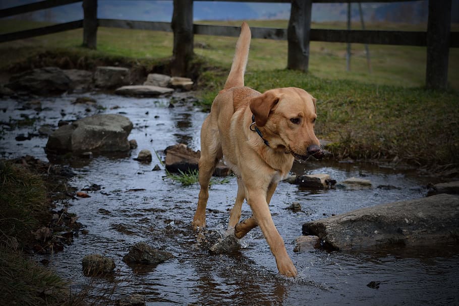 Pes, labrador, voda, bach, Příroda