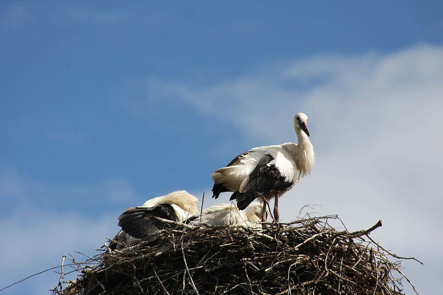 Nature, Birds, Stork, storchennest, animals, spring, adebar, bill, sky blue, rattle stork, nest