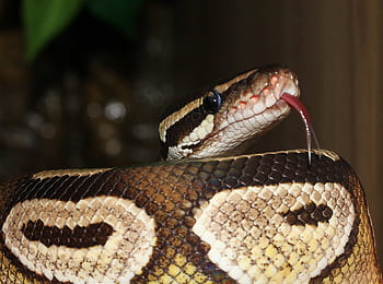 serpente, pitone palla, python regius, bellezza, Marrone, ballpyhton, mojave, capo, esotico, vicino, boa