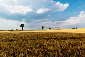 grass field, blue, sky, clouds, green, grass, crops, agriculture, farm, field, outdoor