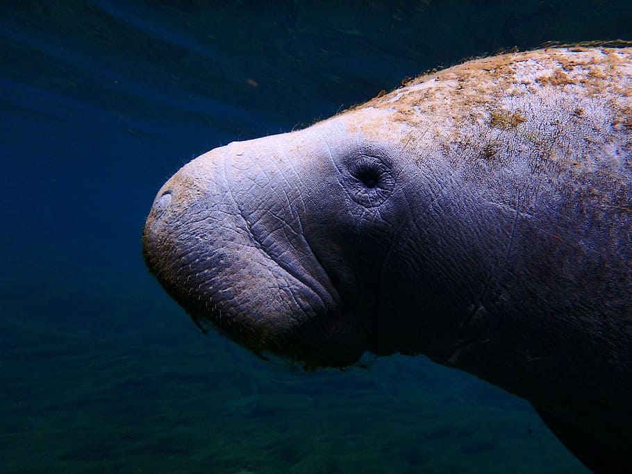 avvicinamento, foto, mucca di mare, lamantino, natura, subacqueo, sirena, lamantino vicino, profilo del lamantino, vita marina, mammifero