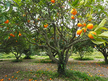 oranžový, ovoce, zelená, listoval, strom, během dne, pomerančovník, oranžový háj, plantáž, oranžový háj, plantáž, ovocný sad