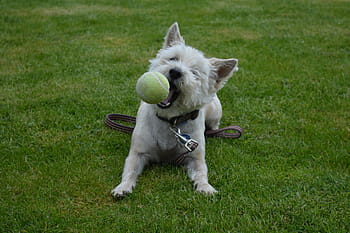 Dog, Canine, Terrier, Play, dog playing, pet, cute, dogs playing, animal, purebred, pedigree