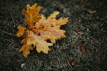 秋、 葉、 地面、 秋の紅葉、 黄色、 モバイル、 スマートフォン、 茶色、 自然、 季節、 屋外