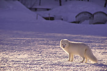 bianca, volpe della neve, nevaio, adorabile, animale, fotografia animale, Volpe artica, sfocatura, canino, carnivoro, freddo