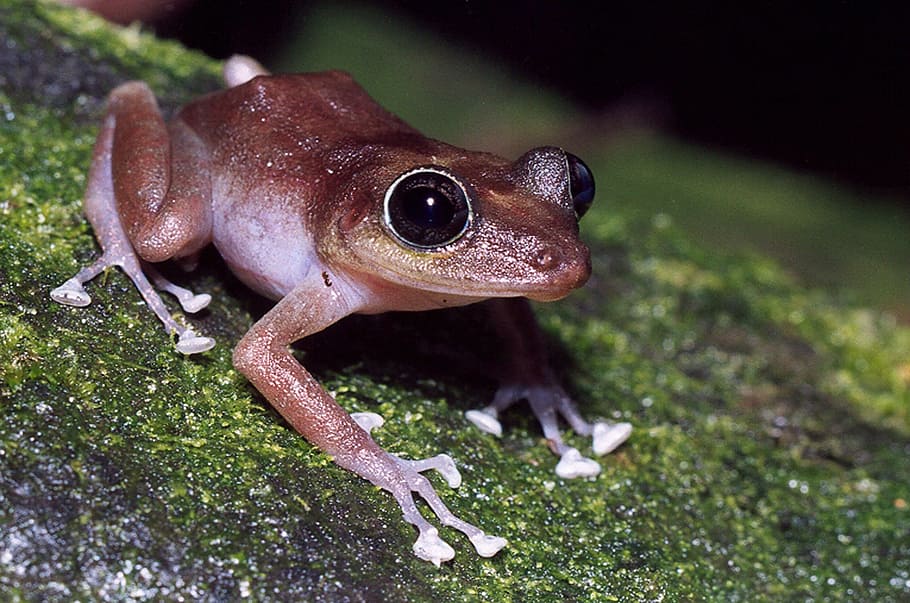 guajon, frog, tree, branch, limb, close-up, macro, wildlife, nature, outside