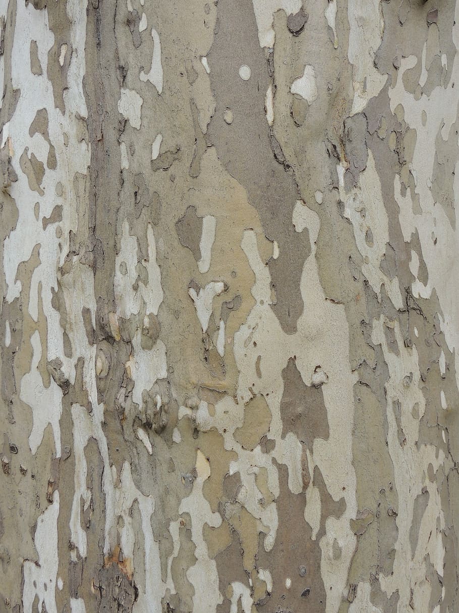 abbaiare, camuffare, albero, natura, tronco, struttura, Versailles, strutturato, sfondi, architettura, vecchio
