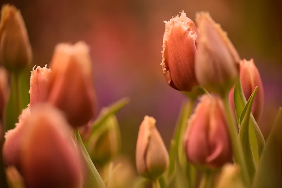 close, photography, pink, petaled flowers, daytime, Flower, Nature, Floral, Blossom, rose, white