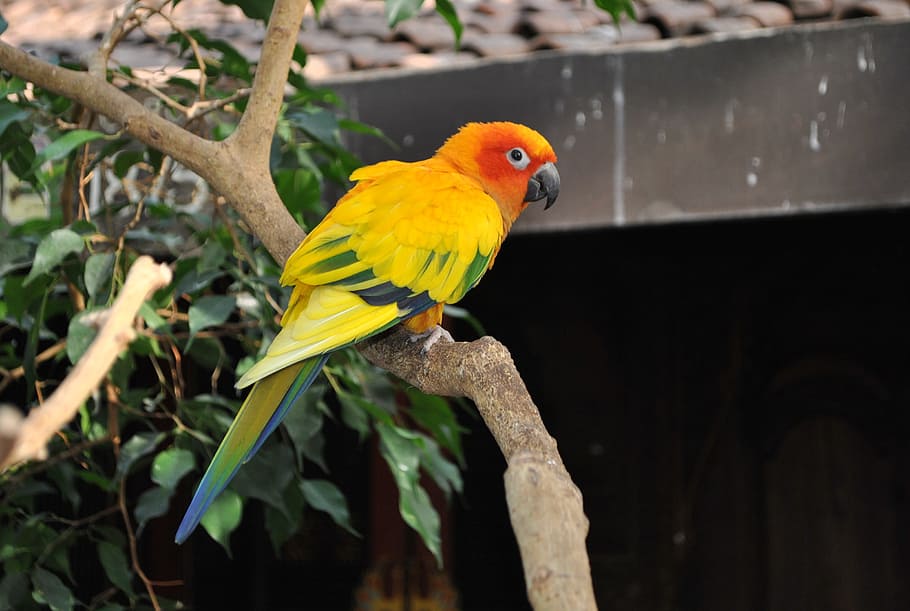 žlutá, Červené, zelená, pták, strom, zvíře, tropický, kužel, slunce conure, Pírko, Papoušek