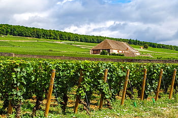 เถาวัลย์, ภูมิประเทศ, บ้าน, ฤดูร้อน, Bourgogne, มณฑลเบอร์กันดี, โบน, ฝรั่งเศส