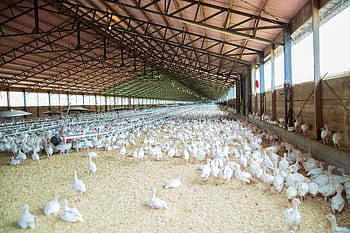chicken, farm, poultry, hen, livestock, rooster, chickens, animals, chicks, domestic, poultry farm