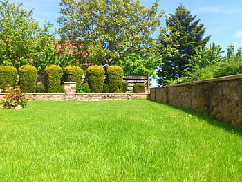 green, bush plants, grass field, trees, daytime, plants, green grass, meadow, garden, summer, front yard