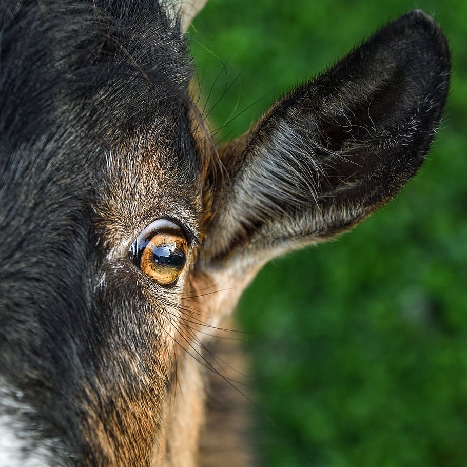 closeup, black, brown, black and brown, Anglo-Nubian goat, goat, young, eye, ear, one animal, animal body part