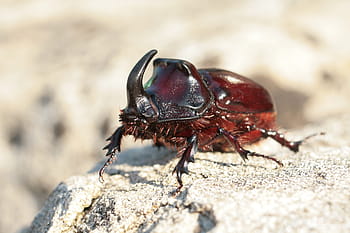 코뿔소 딱정벌레, 딱정벌레, 코뿔소 딱정벌레, 갑충, oryctes nasicornis, 진딧물, 풍뎅이과, 키틴 껍질, 조사, 곤충, 크라브 텔리에, 다리