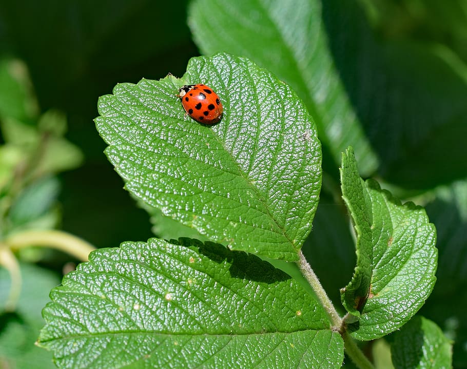 ladybug, insect, wing extended, animal, colorful red, black, rugosa rose, plant, flora, fauna, nature