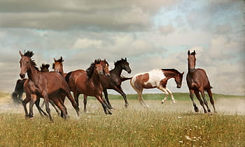 wildlife photography, herd, horse, horses, mustangs, nature, wild, run, gallop, mustang, summer