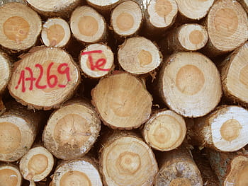 dřevo, kmeny stromů, lesnictví, log, dřevařský průmysl, uříznout, holzstapel, dřevorubec, kmenů, protokolování, letokruhy