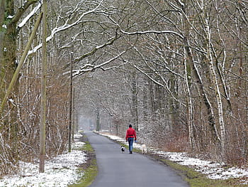 Winter, Forest, New Zealand, Dirt Track, winter forest, gassi go, dogs, trees, aesthetic, cold, snow