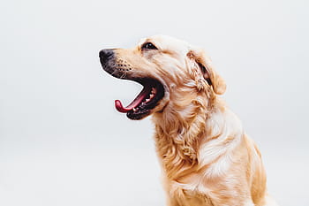 långdragna, solbränna, hund närbild foto, brun, lång, belagd, hund, sällskapsdjur, golden retriever, gäspa, tunga