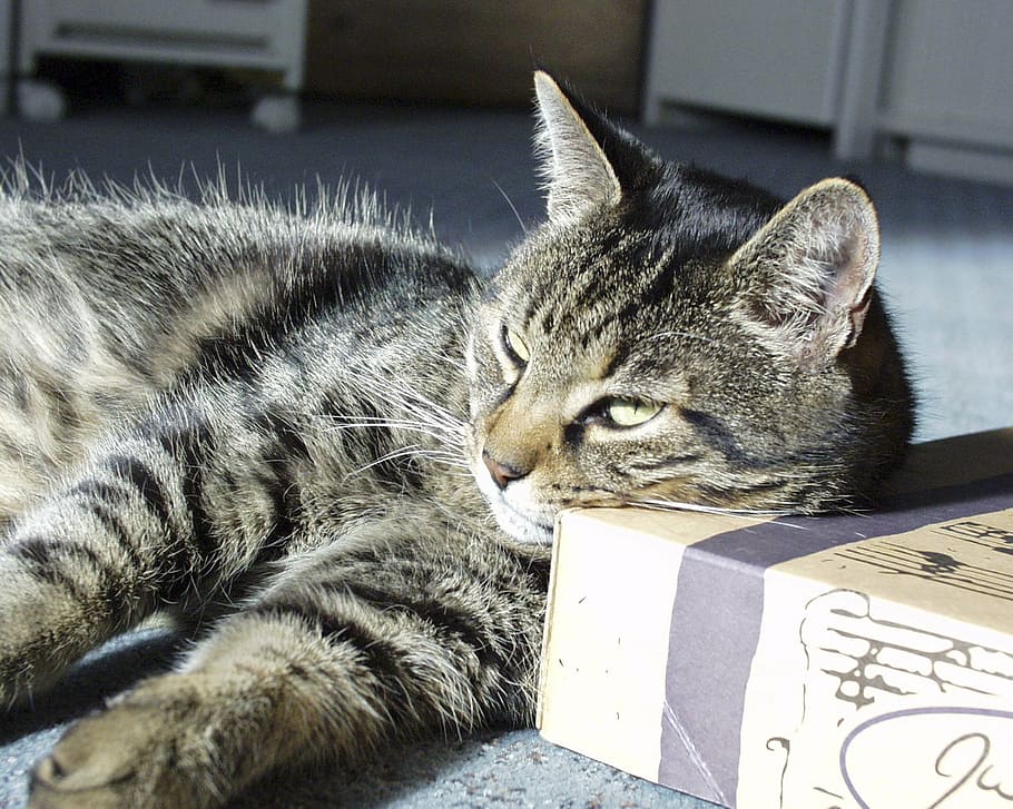 resting, lazy, tabbed, cat, animal, pet, feline, cute, mammal, fur, cute cat