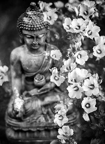budai, petaled flowers, Buddha, Flower, Buddhism, Religion, meditation, faith, buddhist, religious, spiritual