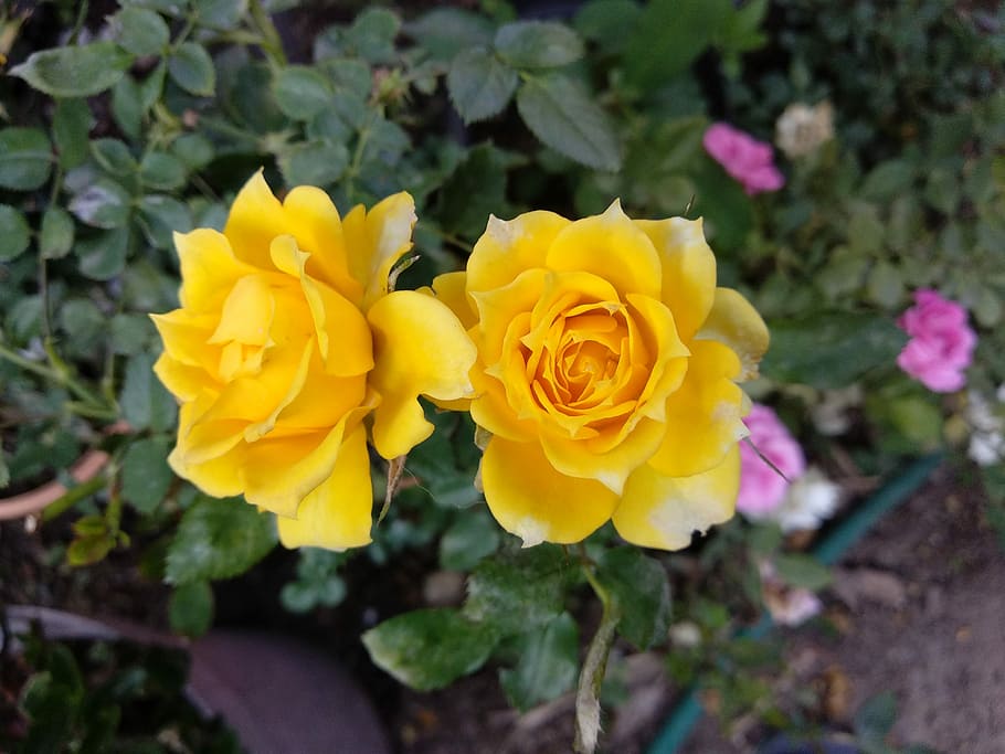 yellow roses, garden flowers, floral garden, yellow rose blooms, rose garden, garden roses, yellow flower, garden plants, rose petals, garden scenery, pink roses