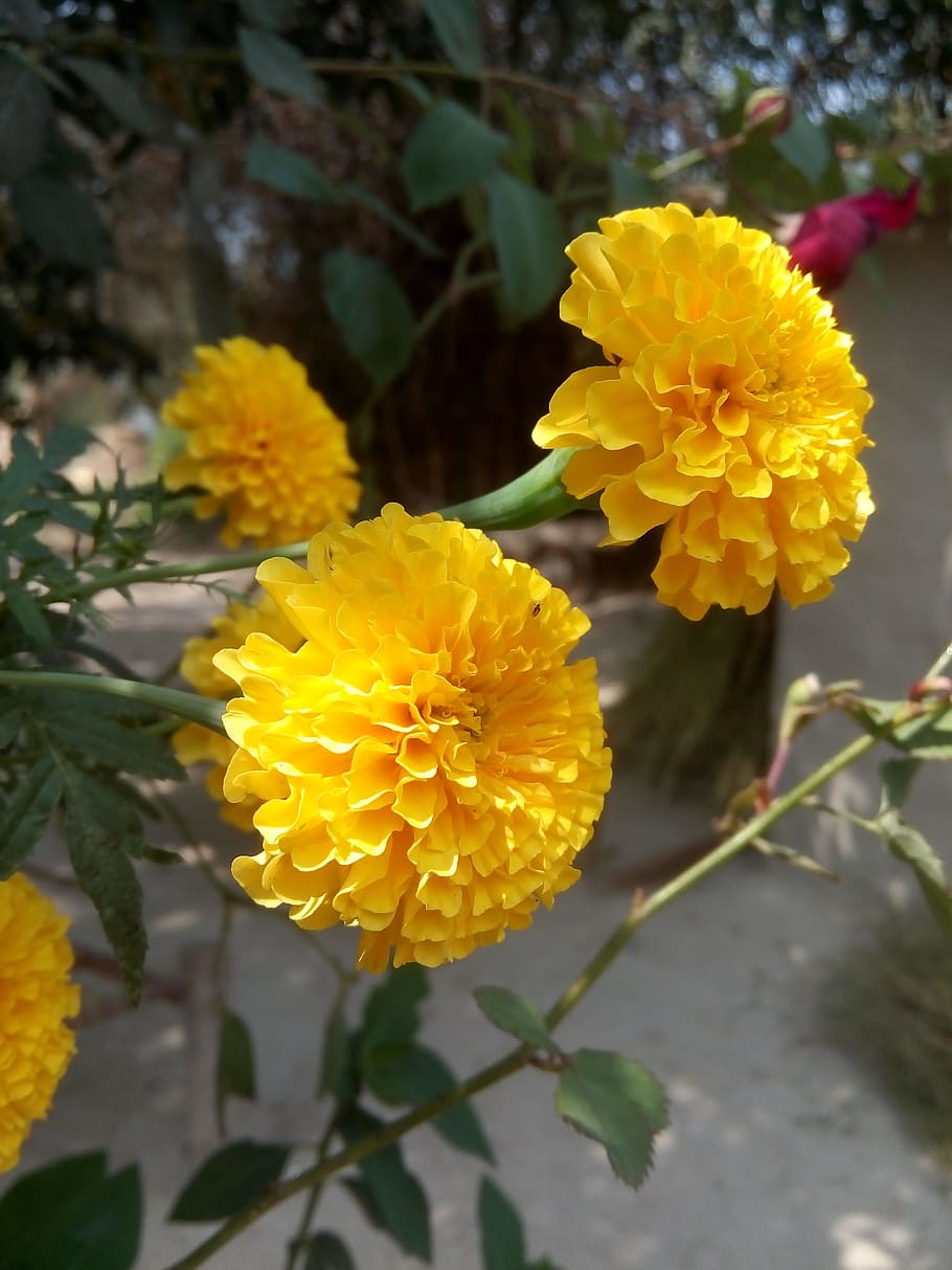 photography, mobile click, shots, camera, design, lens, photographer, flash, capture, funny, internet