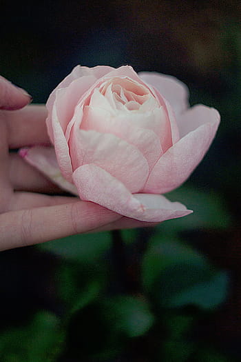 person, holding, pink, rose, bloom, nature, flowers, petals, green, leaves, people
