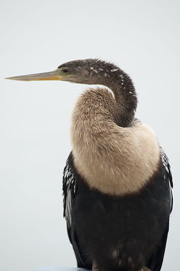 anhinga, pták, volně žijících živočichů, Florida, Příroda, snakebird, divoký, mužský, peří, jíst ryby, americký