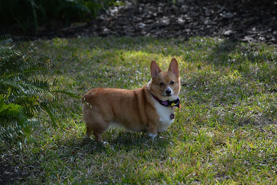 Corgi, Dog, Outside, Pet, Cute, corgi, dog, one animal, animal themes, pets, domestic animals, grass