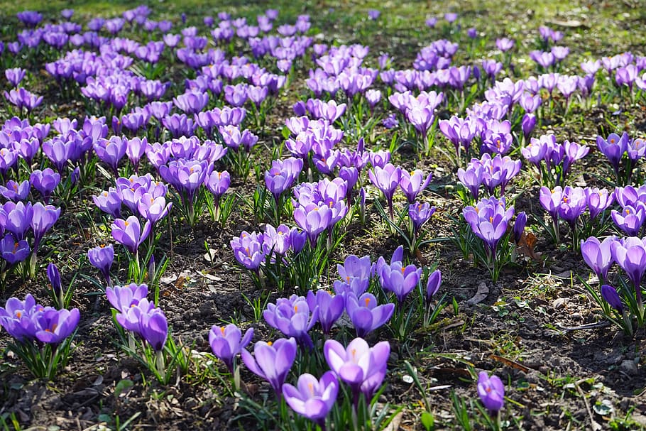 Crocus, Flowers, Plant, Spring, frühlingsblüher, violet, purple, schwertliliengewaechs, iridaceae, ornamental plant, bright