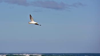 Weiß, grau, Vogel, fliegend, Möwe, schwebend, Blau, Himmel, Meer, Ozean, Wasser