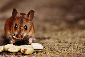 brown, rat, eating, nuts, mouse, rodent, cute, mammal, nager, nature, animal